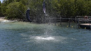 Delfinshow in Rancho Luna